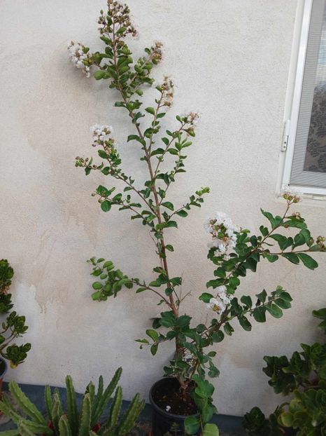  - 0 Lagestroemia-liliac indian