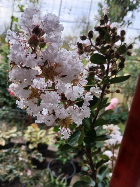  - 0 Lagestroemia-liliac indian