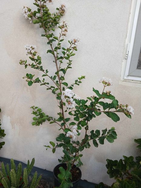  - 0 Lagestroemia-liliac indian