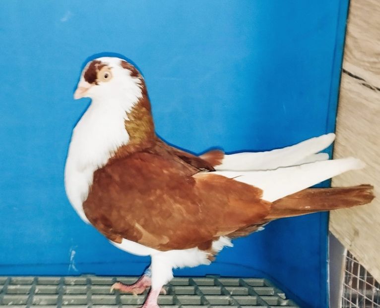 28005  Mascul  2024 - Plecați ALBUM 4