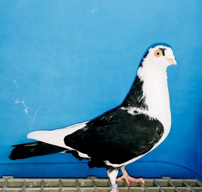 13301  Mascul  2024 - 00001 porumbei dragi mie arhivă