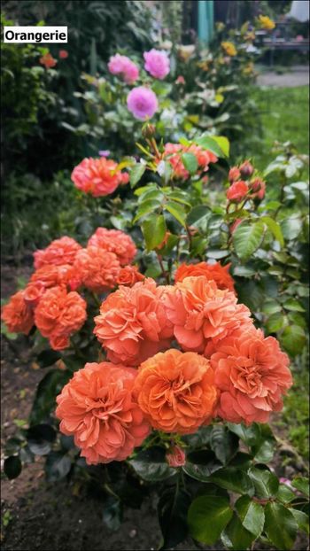 3 (3) - Helena Nezbedová