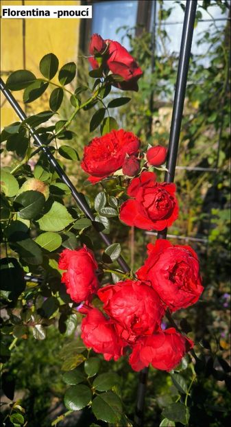 3 (3) - Helena Nezbedová