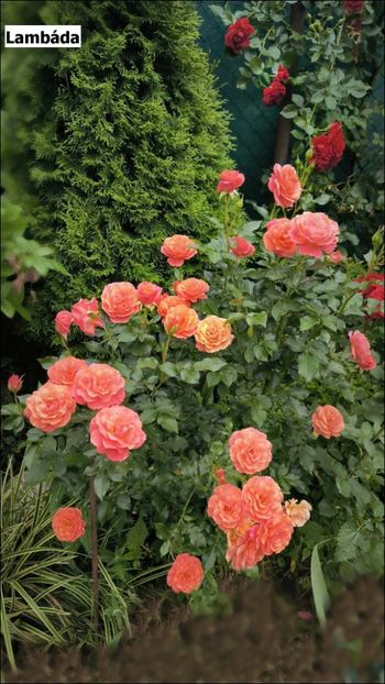 3 (4) - Helena Nezbedová