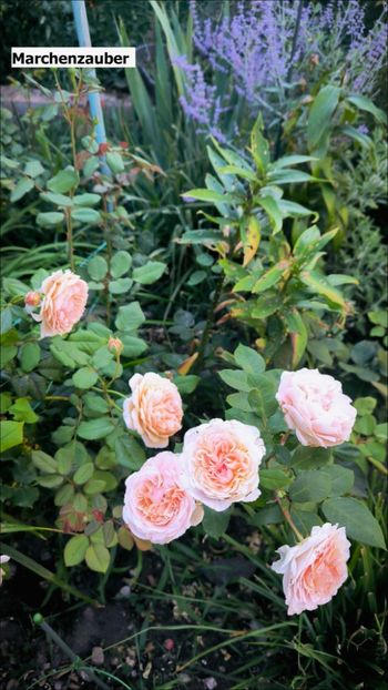 3 (19) - Helena Nezbedová