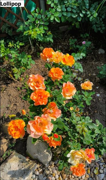 5 (8) - Helena Nezbedová