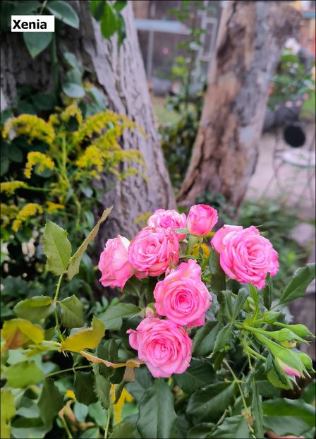 5.a - Helena Nezbedová