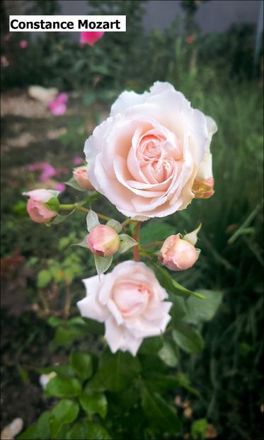 6 (7) - Helena Nezbedová