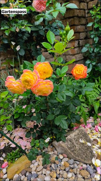 6 (20) - Helena Nezbedová