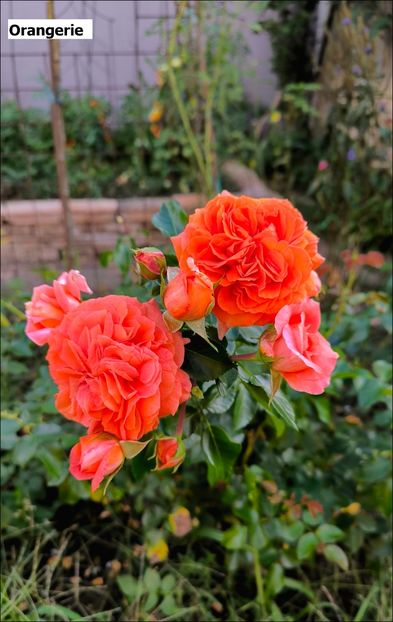 9.a - Helena Nezbedová