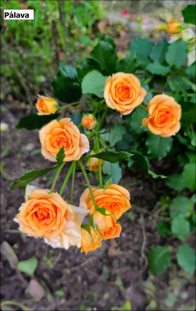 10 (9) - Helena Nezbedová