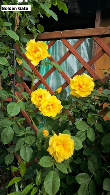 13-kopie-kopie - Helena Nezbedová