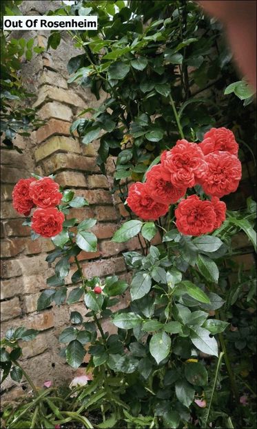 17 (2) - Helena Nezbedová