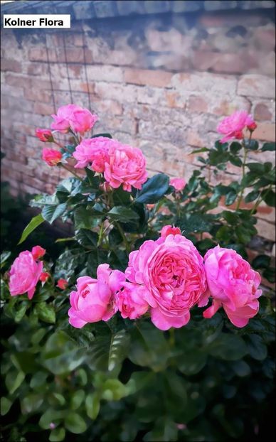 da43c511-a8f0-461d-adc1-f9705f7a2e51 - Helena Nezbedová