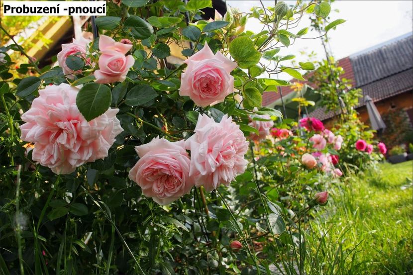 .trashed-1718439151-P5090022 - Helena Nezbedová