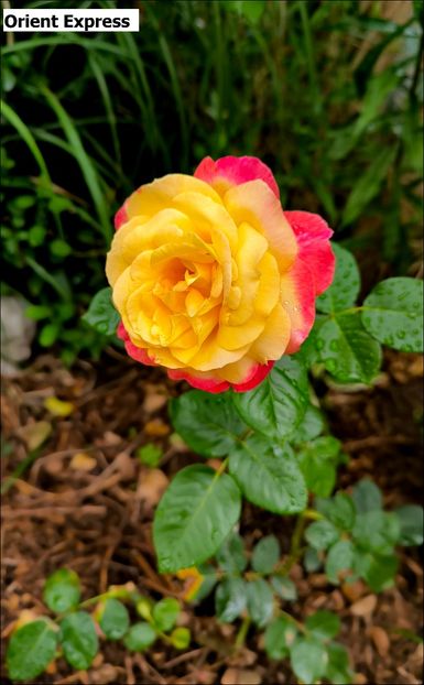 .trashed-1725707018-IMG_20240808_123502 - Helena Nezbedová