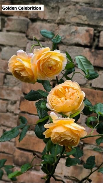 1 (2) - Helena Nezbedová