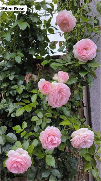 1 (3) - Helena Nezbedová