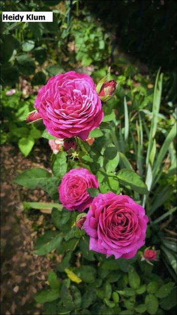 1 (5) - Helena Nezbedová