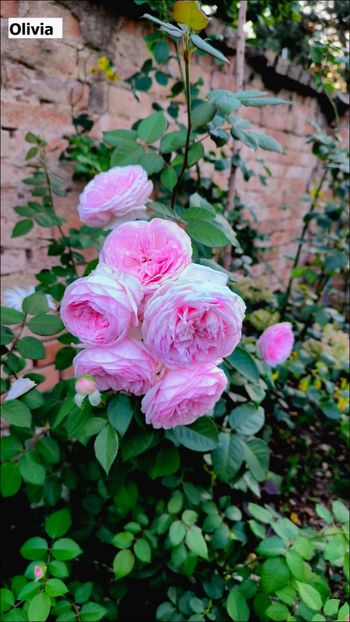 1 (13) - Helena Nezbedová