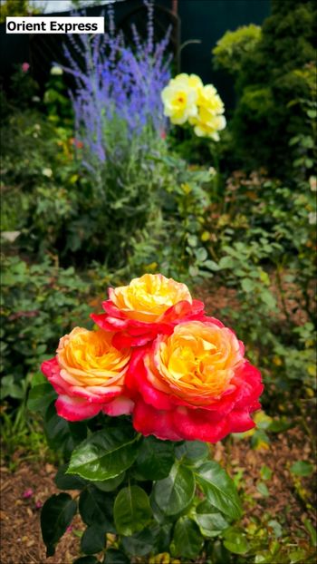 1 (15) - Helena Nezbedová