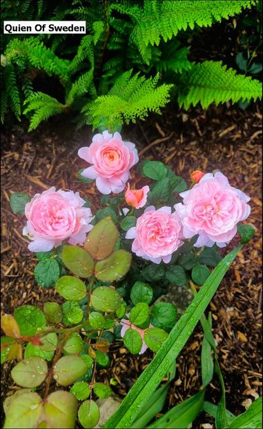 1 (19) - Helena Nezbedová