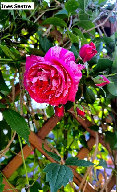 1 (20) - Helena Nezbedová