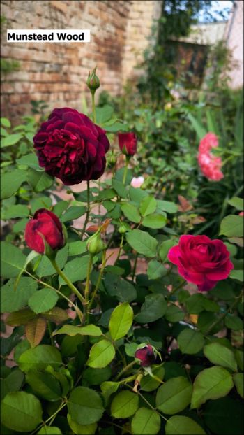 1 (21) - Helena Nezbedová