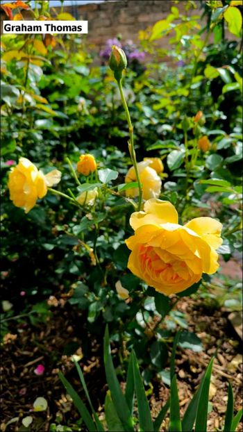 1 (27) - Helena Nezbedová