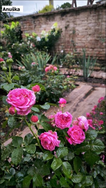 1 (29) - Helena Nezbedová