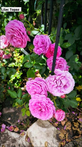 1.a (3) - Helena Nezbedová