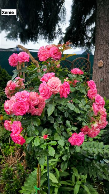 1.b (4) - Helena Nezbedová