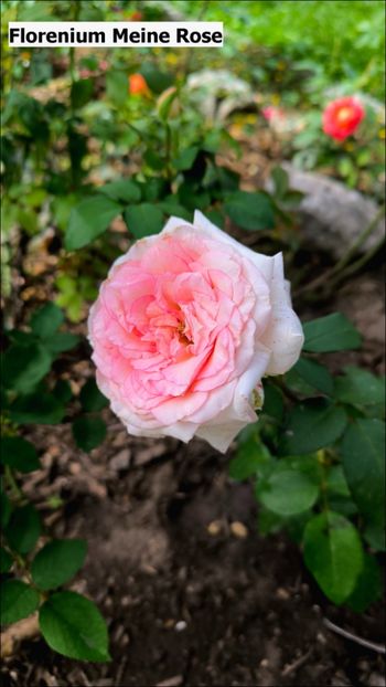 1.b (5) - Helena Nezbedová