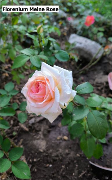 1.b.a - Helena Nezbedová