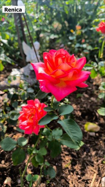 1.b - Helena Nezbedová