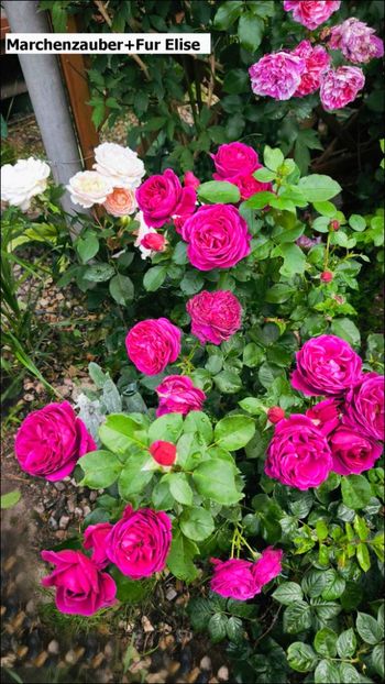 1.c (2) - Helena Nezbedová