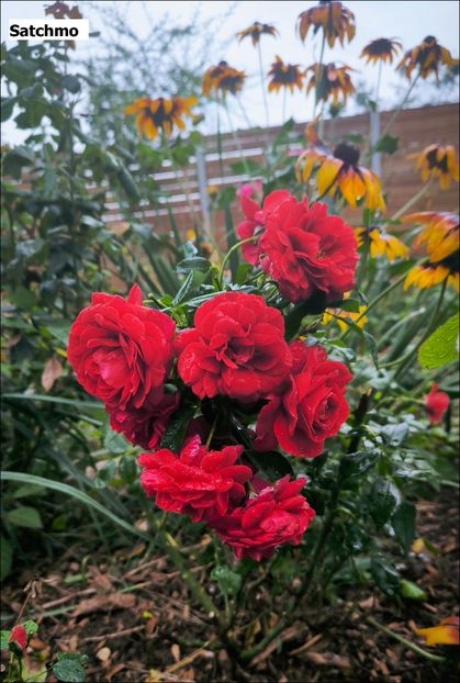 2 (4) - Helena Nezbedová