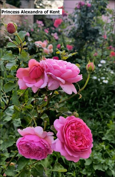 2 (7) - Helena Nezbedová