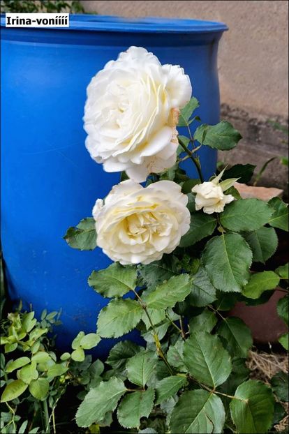 2 (8) - Helena Nezbedová