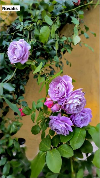 2 (9) - Helena Nezbedová