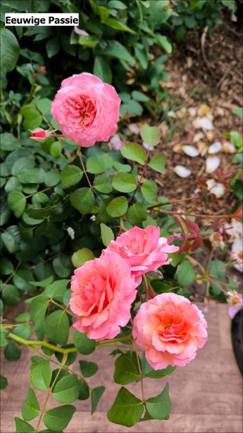 2 (11) - Helena Nezbedová