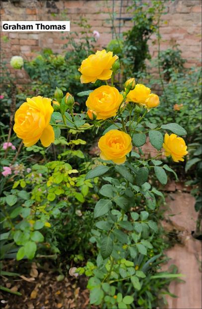 2 (15) - Helena Nezbedová