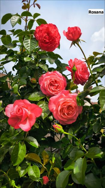 2 (20) - Helena Nezbedová