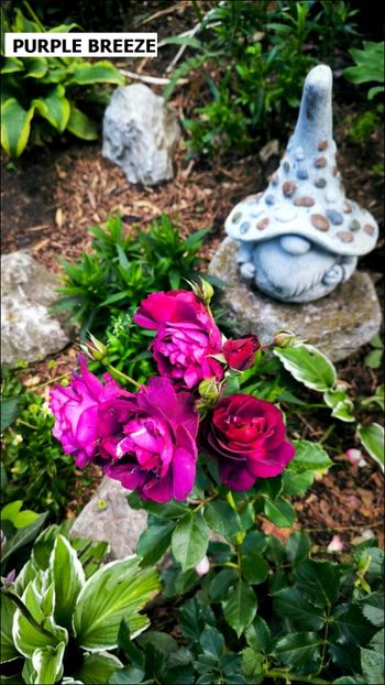 2.0.a - Helena Nezbedová