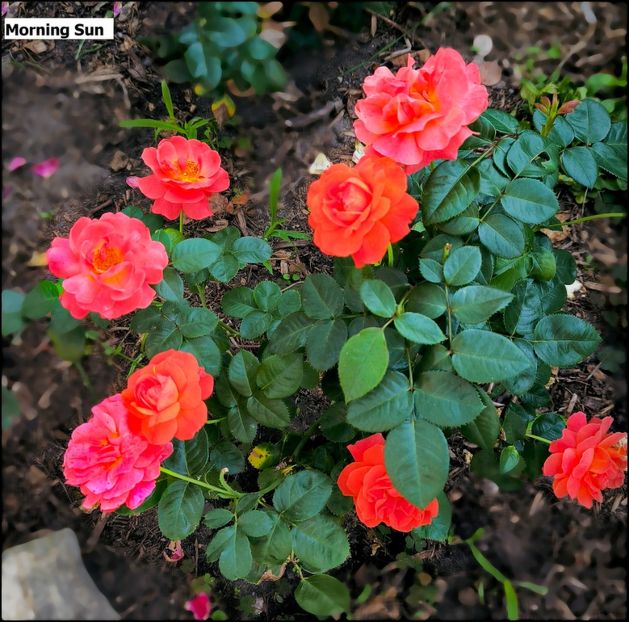 -----2.a (2) - Helena Nezbedová