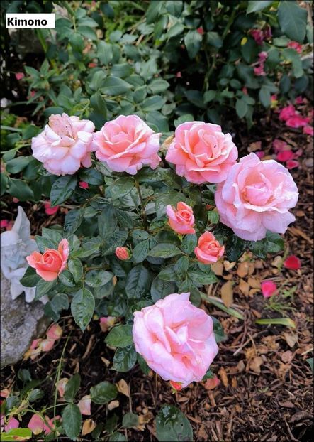 2.a (4) - Helena Nezbedová