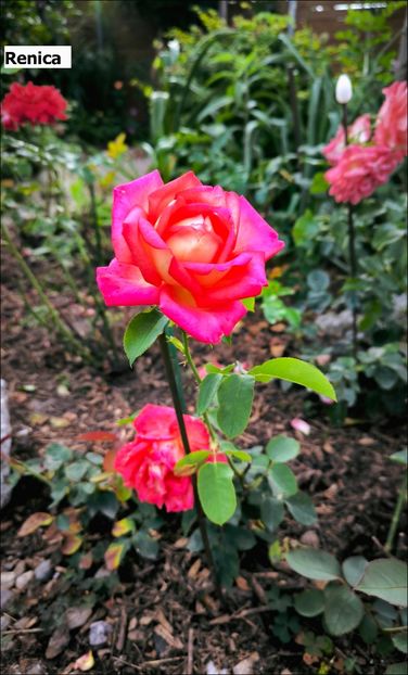 2.a (6) - Helena Nezbedová