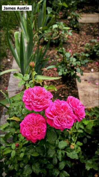 2.a (11) - Helena Nezbedová