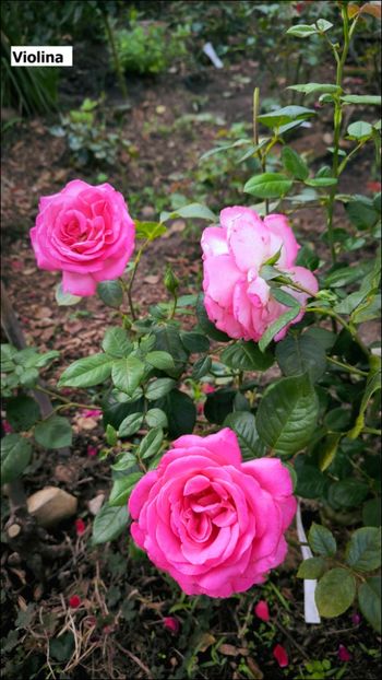 2.b (5) - Helena Nezbedová