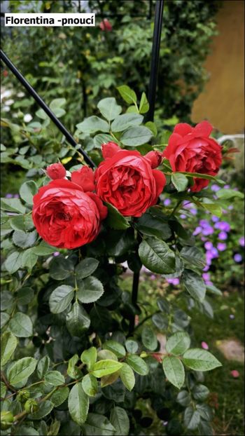 2.c (2) - Helena Nezbedová